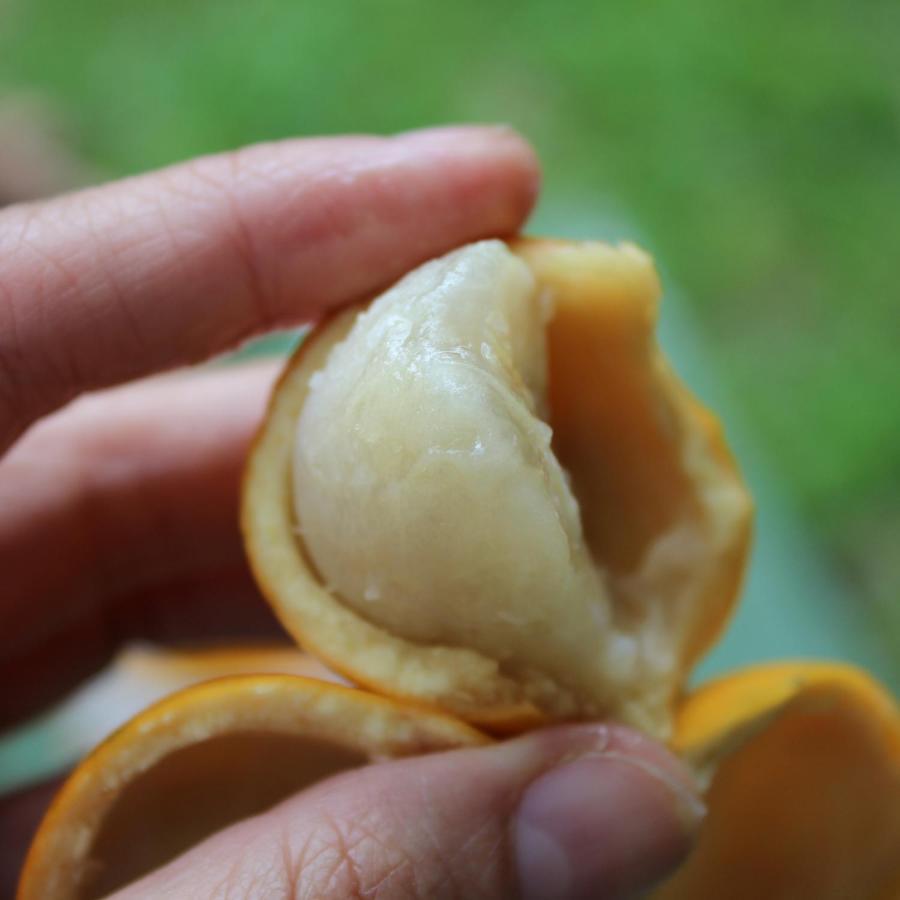 Pitaya Suítes Cunha Exterior foto